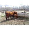 Image 3 : 21G Cow / Calf  Pair- Red Angus Heifer + 13K Calf