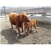 Image 6 : 21G Cow / Calf  Pair- Red Angus Heifer + 13K Calf