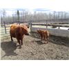 Image 7 : 21G Cow / Calf  Pair- Red Angus Heifer + 13K Calf