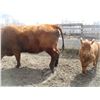 Image 9 : 21G Cow / Calf  Pair- Red Angus Heifer + 13K Calf