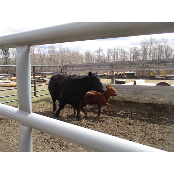 25H Cow / Calf Pair - Black Heifer  11K Calf