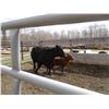 Image 1 : 25H Cow / Calf Pair - Black Heifer  11K Calf