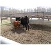 Image 3 : 25H Cow / Calf Pair - Black Heifer  11K Calf