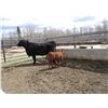 Image 4 : 25H Cow / Calf Pair - Black Heifer  11K Calf