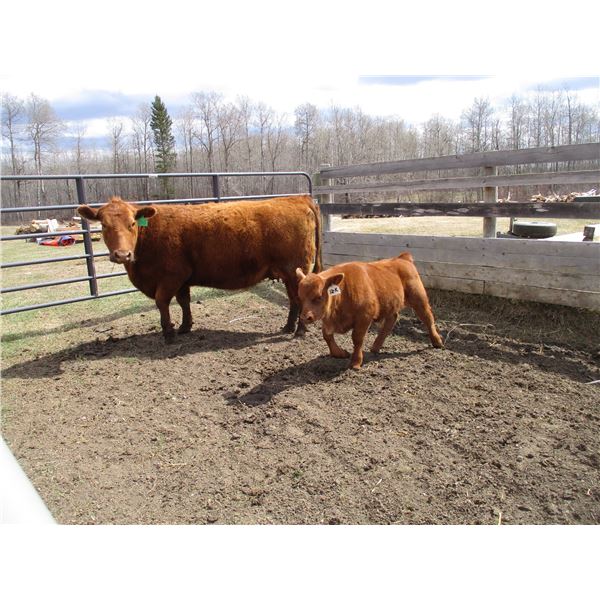 20G Cow / Calf Pair - 12K Bull Calf