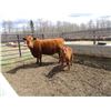 Image 2 : 20G Cow / Calf Pair - 12K Bull Calf