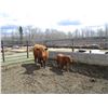 Image 3 : 20G Cow / Calf Pair - 12K Bull Calf
