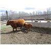 Image 4 : 20G Cow / Calf Pair - 12K Bull Calf