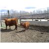 Image 6 : 20G Cow / Calf Pair - 12K Bull Calf