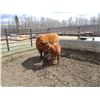 Image 7 : 20G Cow / Calf Pair - 12K Bull Calf