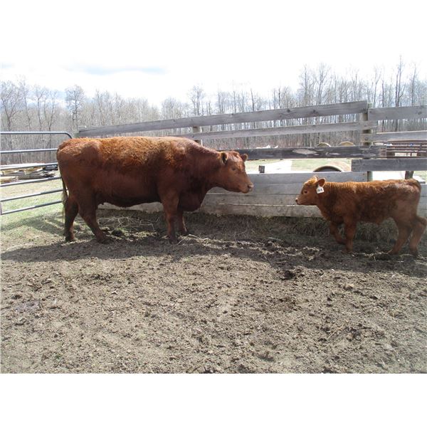 24D Cow / Calf Pair - 14K Bull Calf