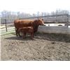 Image 2 : 24D Cow / Calf Pair - 14K Bull Calf