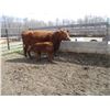 Image 3 : 24D Cow / Calf Pair - 14K Bull Calf