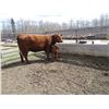 Image 6 : 24D Cow / Calf Pair - 14K Bull Calf
