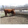 Image 7 : 24D Cow / Calf Pair - 14K Bull Calf