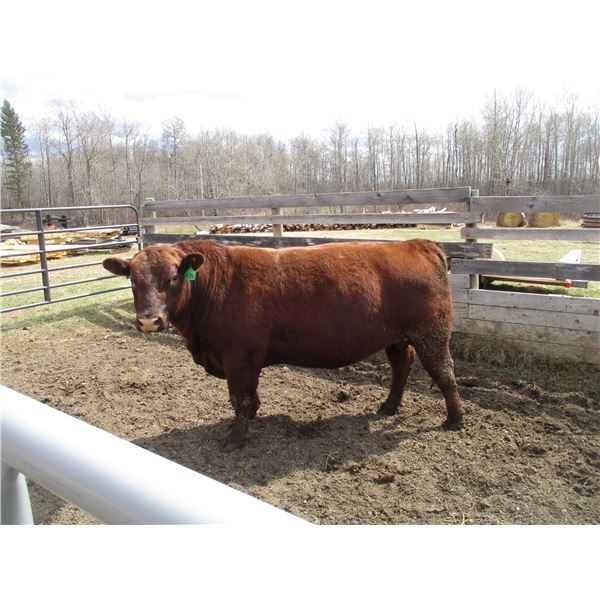 34H Red Angus Bull      Semen Tested