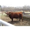 Image 1 : 34H Red Angus Bull      Semen Tested