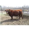 Image 2 : 34H Red Angus Bull      Semen Tested