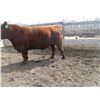 Image 3 : 34H Red Angus Bull      Semen Tested