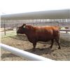 Image 4 : 34H Red Angus Bull      Semen Tested