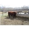 Image 6 : 34H Red Angus Bull      Semen Tested