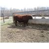 Image 7 : 34H Red Angus Bull      Semen Tested