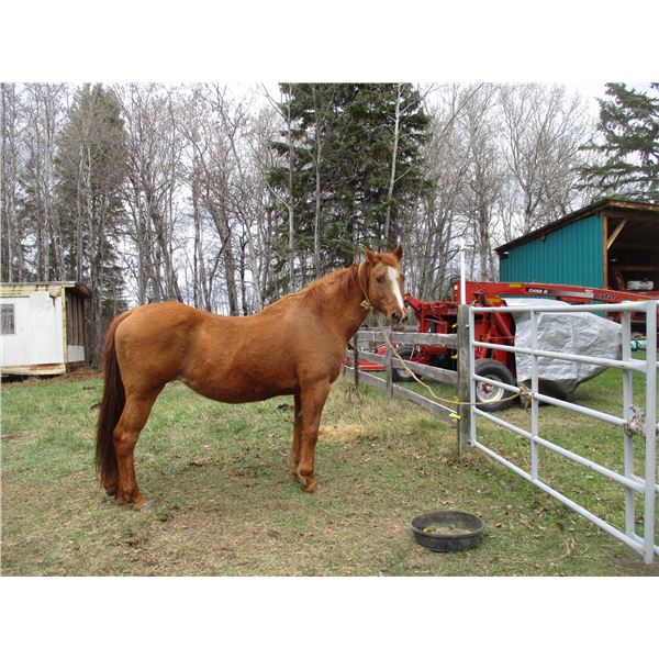 Purebred Quarter Horse Mare - no paper