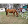 Image 2 : Purebred Quarter Horse Mare - no paper