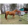 Image 3 : Purebred Quarter Horse Mare - no paper