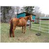 Image 4 : Purebred Quarter Horse Mare - no paper