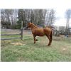 Image 5 : Purebred Quarter Horse Mare - no paper