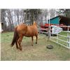 Image 6 : Purebred Quarter Horse Mare - no paper
