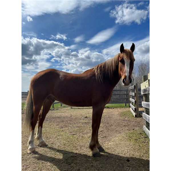 12 Yr Old Gelding (Quarter Horse ,Thoroughbred Cross) Bodnarus Auctioneering