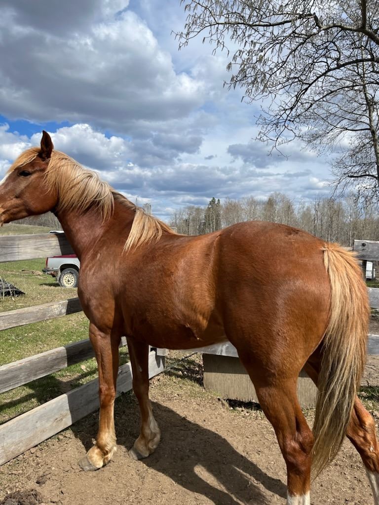 12 Yr Old Gelding (Quarter Horse ,Thoroughbred Cross)