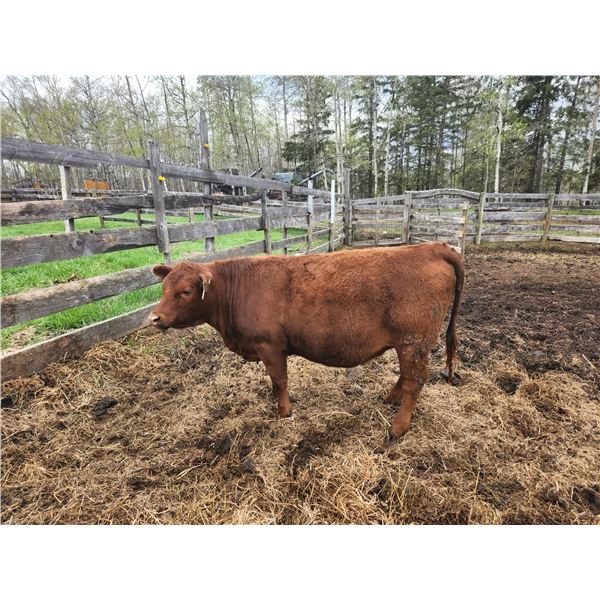 Purebred Red Angus Open Heifer --(No papers) 62-J )