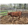 Image 1 : Purebred Red Angus Open Heifer --(No papers) 62-J )