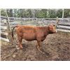 Image 2 : Purebred Red Angus Open Heifer --(No papers) 62-J )