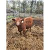 Image 3 : Purebred Red Angus Open Heifer --(No papers) 62-J )