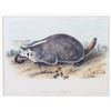 Image 1 : JJ Audubon Hand Colored American Badger P. XLVII