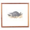 Image 2 : JJ Audubon Hand Colored American Badger P. XLVII