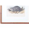 Image 7 : JJ Audubon Hand Colored American Badger P. XLVII