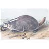 Image 9 : JJ Audubon Hand Colored American Badger P. XLVII