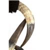 Image 11 : Extraordinary American Steer Horn & Cowhide Chair