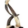 Image 13 : Extraordinary American Steer Horn & Cowhide Chair