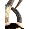 Image 15 : Extraordinary American Steer Horn & Cowhide Chair