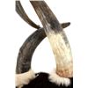 Image 16 : Extraordinary American Steer Horn & Cowhide Chair