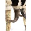 Image 23 : Extraordinary American Steer Horn & Cowhide Chair