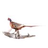 Image 1 : Excellent Full Standing Pheasant Taxidermy Mount