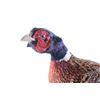 Image 2 : Excellent Full Standing Pheasant Taxidermy Mount