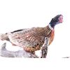 Image 8 : Excellent Full Standing Pheasant Taxidermy Mount